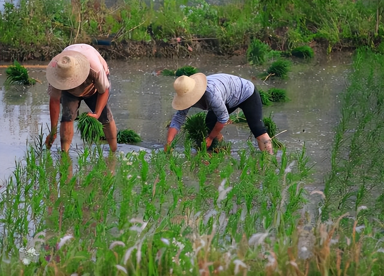 男子被五步蛇咬伤一刀斩断手指,男子被五步蛇咬后七孔流血