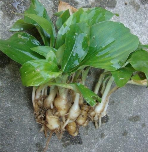 沙姜做调料放多少才合适呢,调料中的洋姜是什么植物