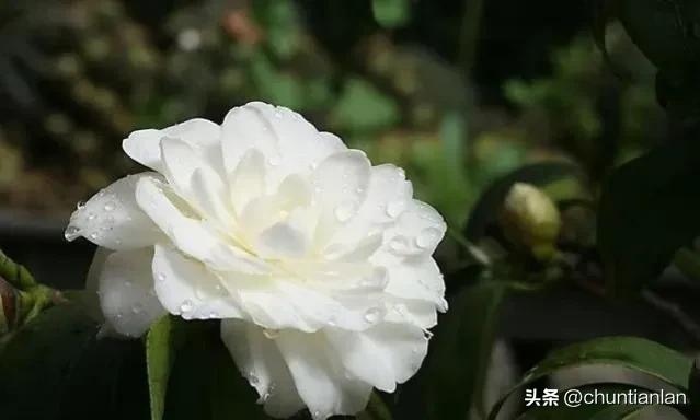 山茶花纯音乐,山茶花