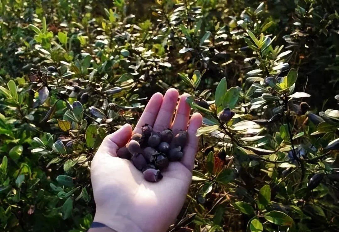 桃金娘果清远,清远桃金娘