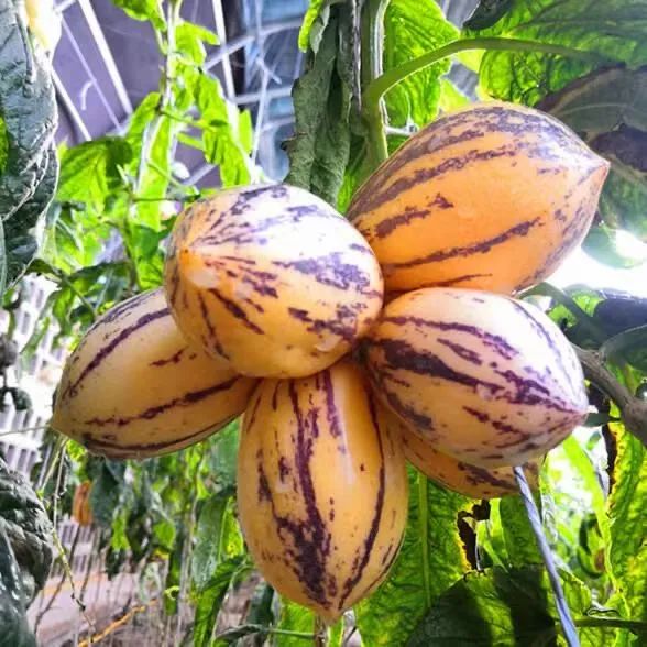 武威曾经全国第三大城市,甘肃曾经的第三大城市