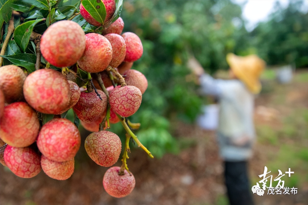 当前销售茂名荔枝电商有多少,广东荔枝电商销售