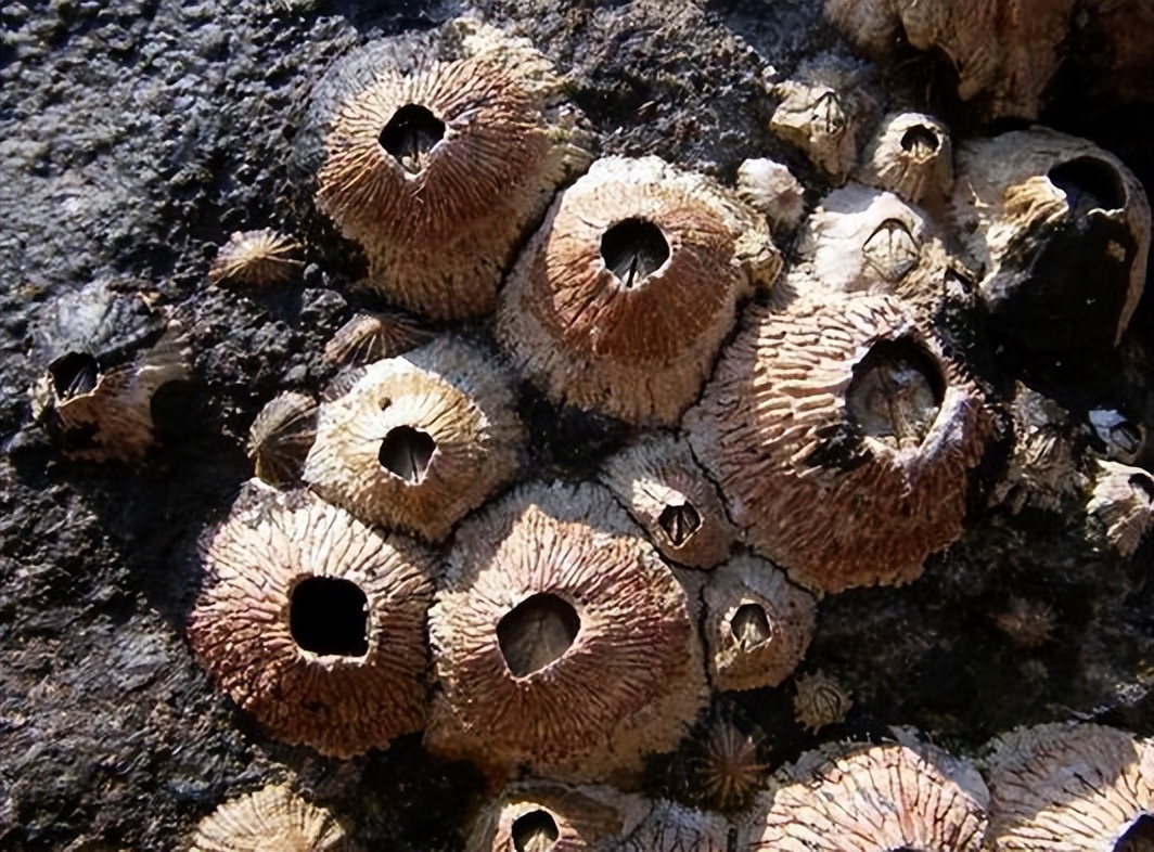 中国人吃藤壶,哪个地方的人吃藤壶