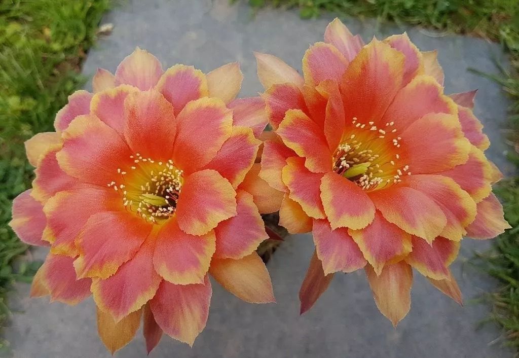 200种·仙人球开花图鉴，大开眼界，美到爆