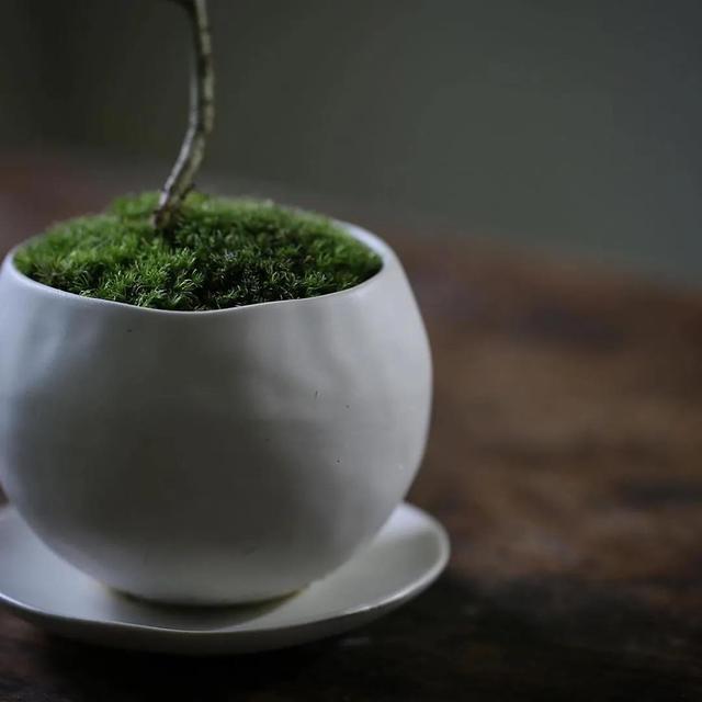 为什么苔藓养不活,苔藓为何养不活