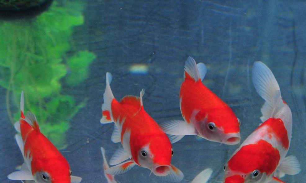 浇花水里加点料，比施肥还灵，叶片绿的滴出油，开花特别猛