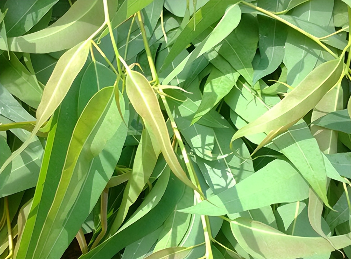 怎么消灭4种蟑螂最有效的方法,蟑螂怎么消灭最彻底的方法图片