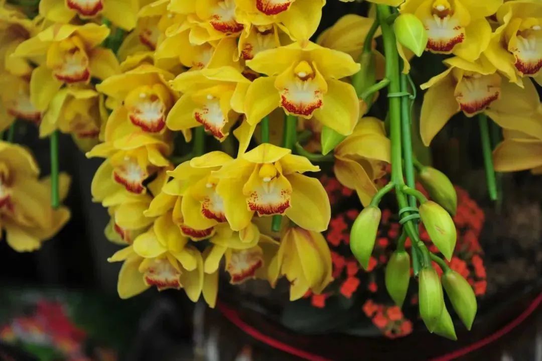 济南春天看花好去处,来济南买金子