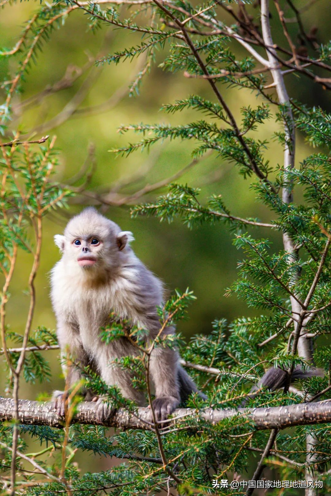 我国哪里盛产火龙果,全国最大的火龙果基地是哪里