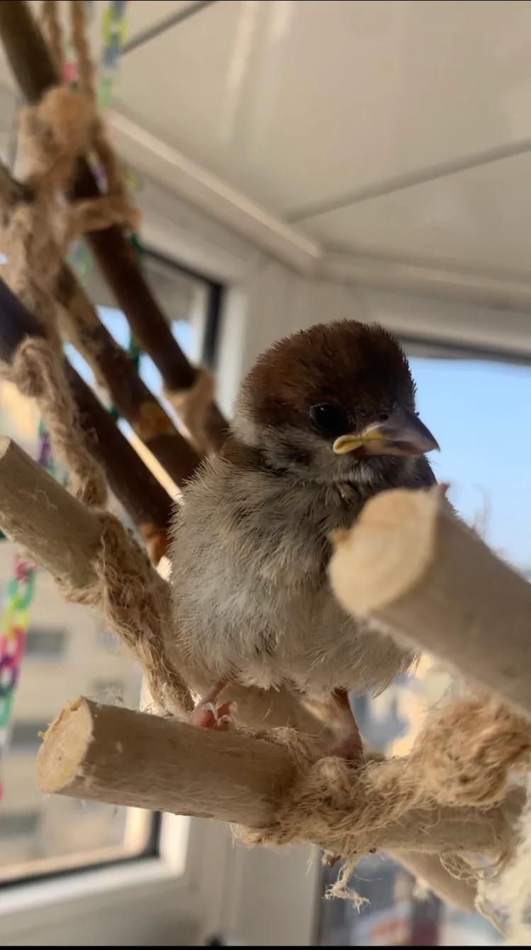 捡来的小麻雀能活吗,捡到一只小麻雀能不能放生