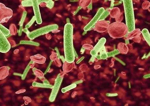 精油的毒性,微生物制剂在对虾应用