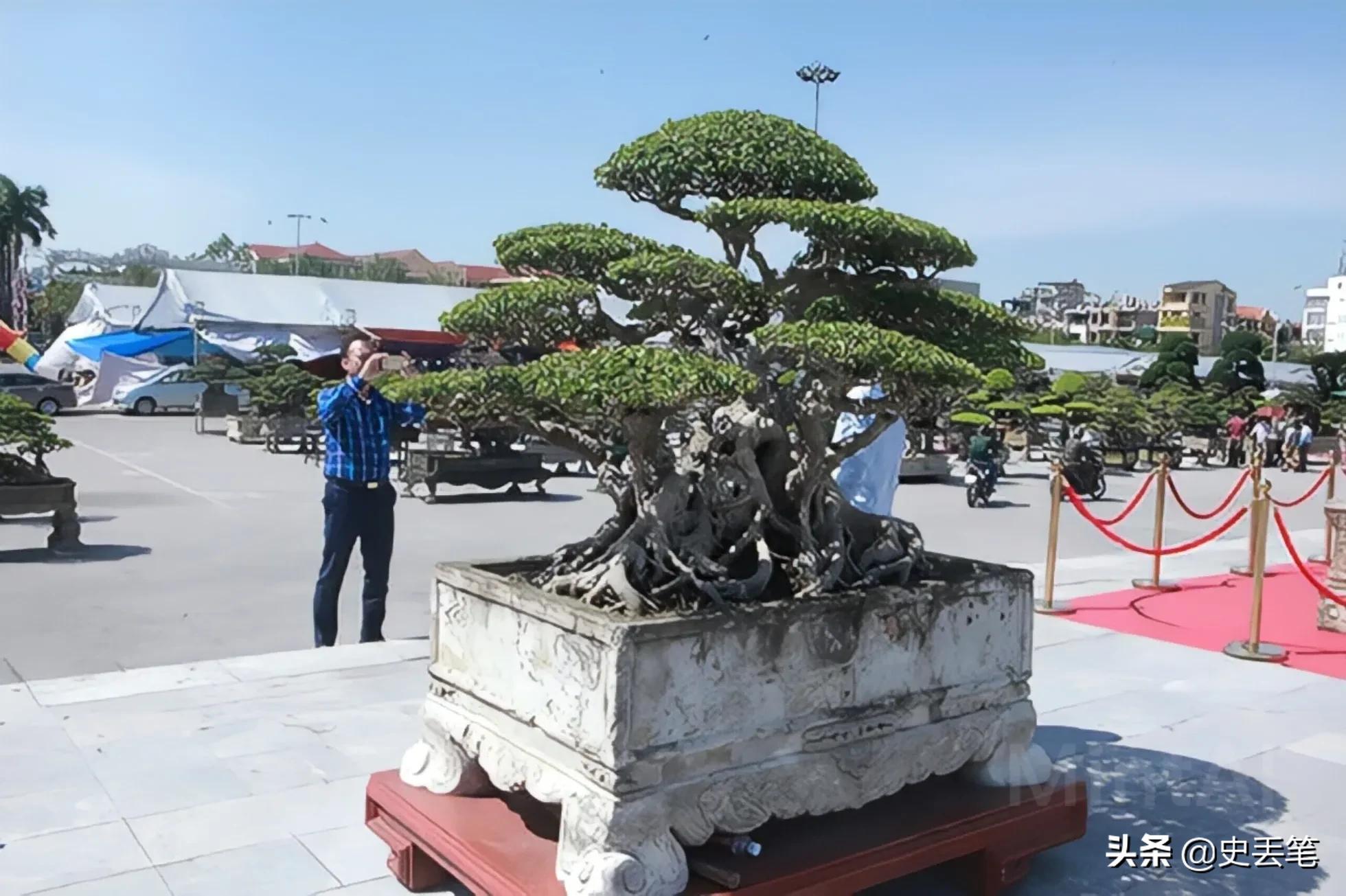 20多年前他花100万买下明代老宅,2014年男人花一万元买下腐烂树根