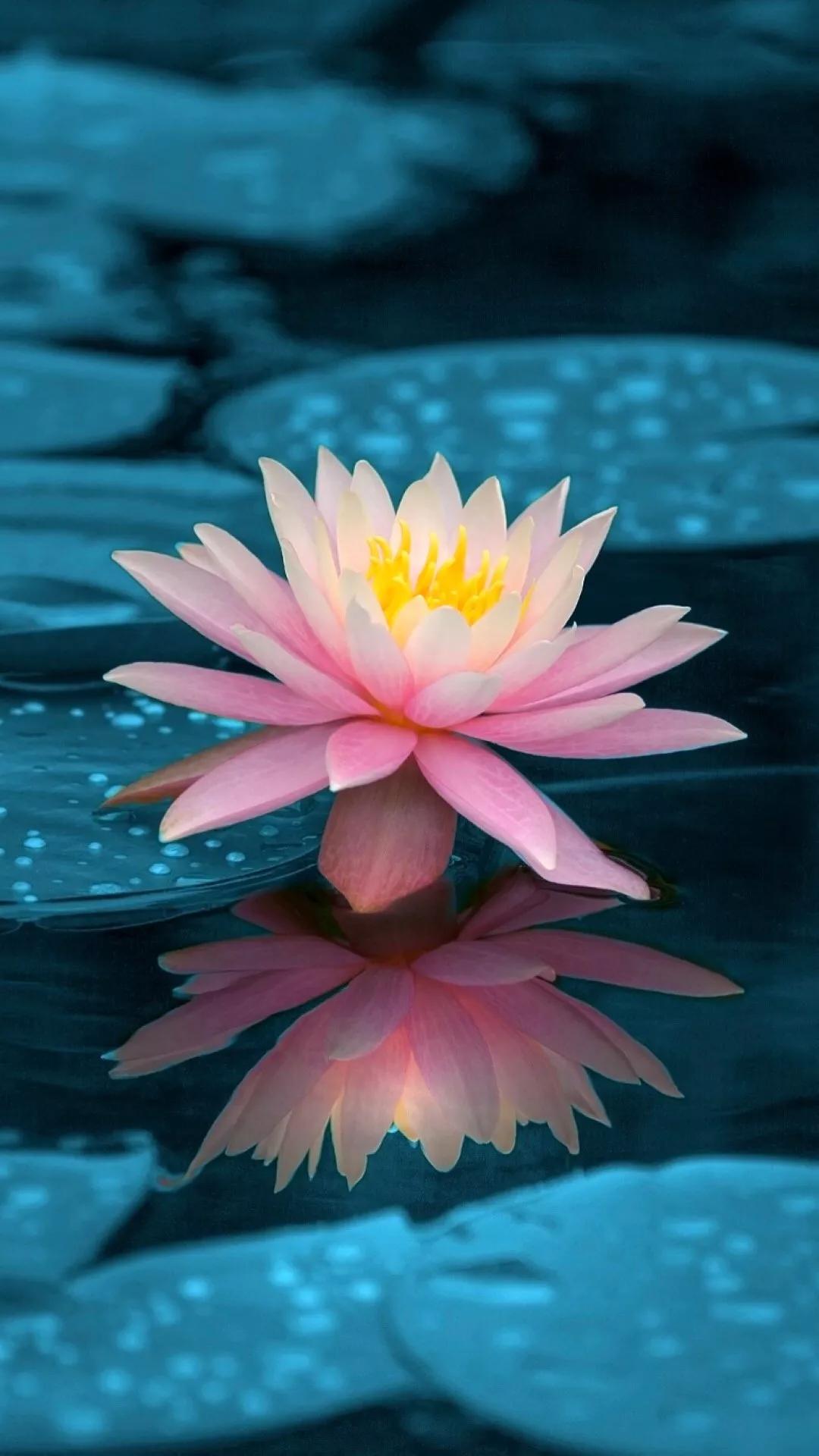 莲花图片大全唯美禅意心境,唯美莲花意境图片静心