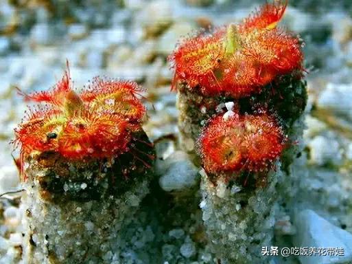 植物中的捕猎高手,植物界的捕猎大师