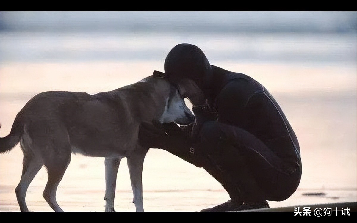 护主能力最强的狗不被禁养,新手推荐养什么狗好会护主