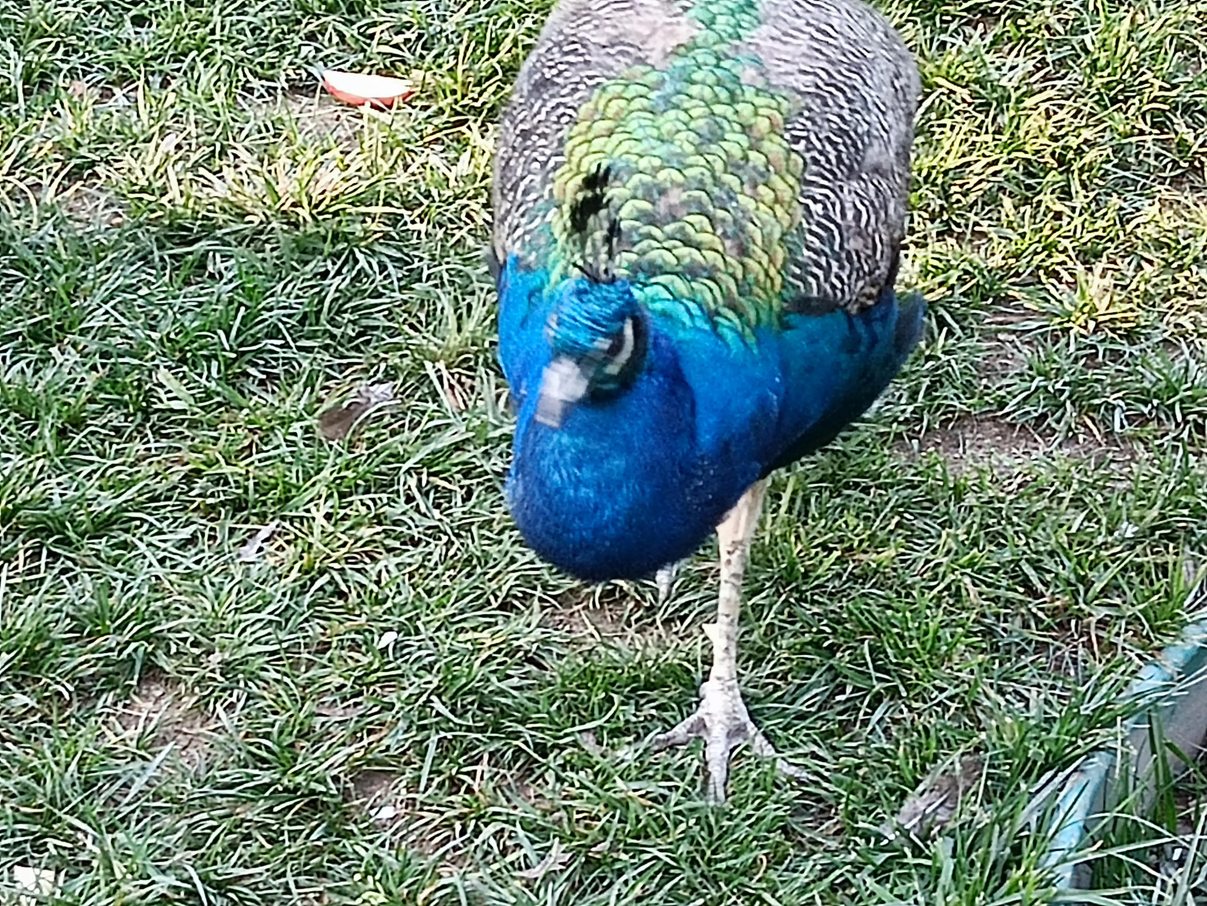 北京动物园和北京野生动物园区别,北京野生动物园狗妈妈和老虎狮子