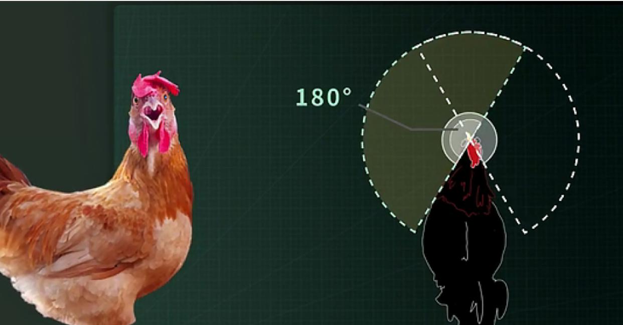 云台防抖是通过鸡头的原理,仿生学鸡头稳定器