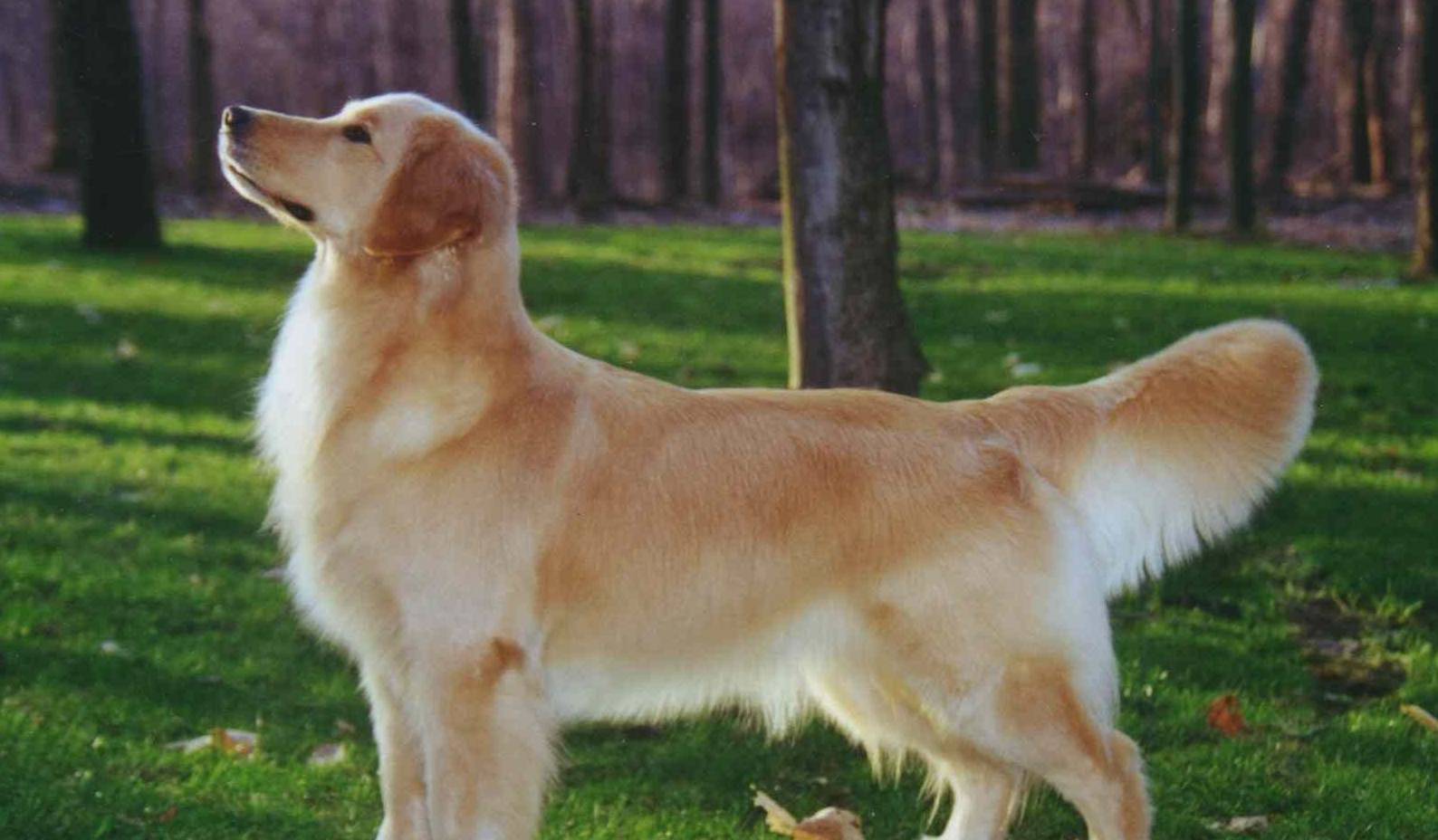 智商排名前十的狗是谁,狗智商排名前十