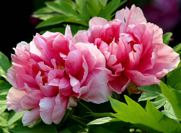 爱上一座城需要理由吗？欧阳修对洛阳的爱，蕴藏在一朵朵牡丹花中