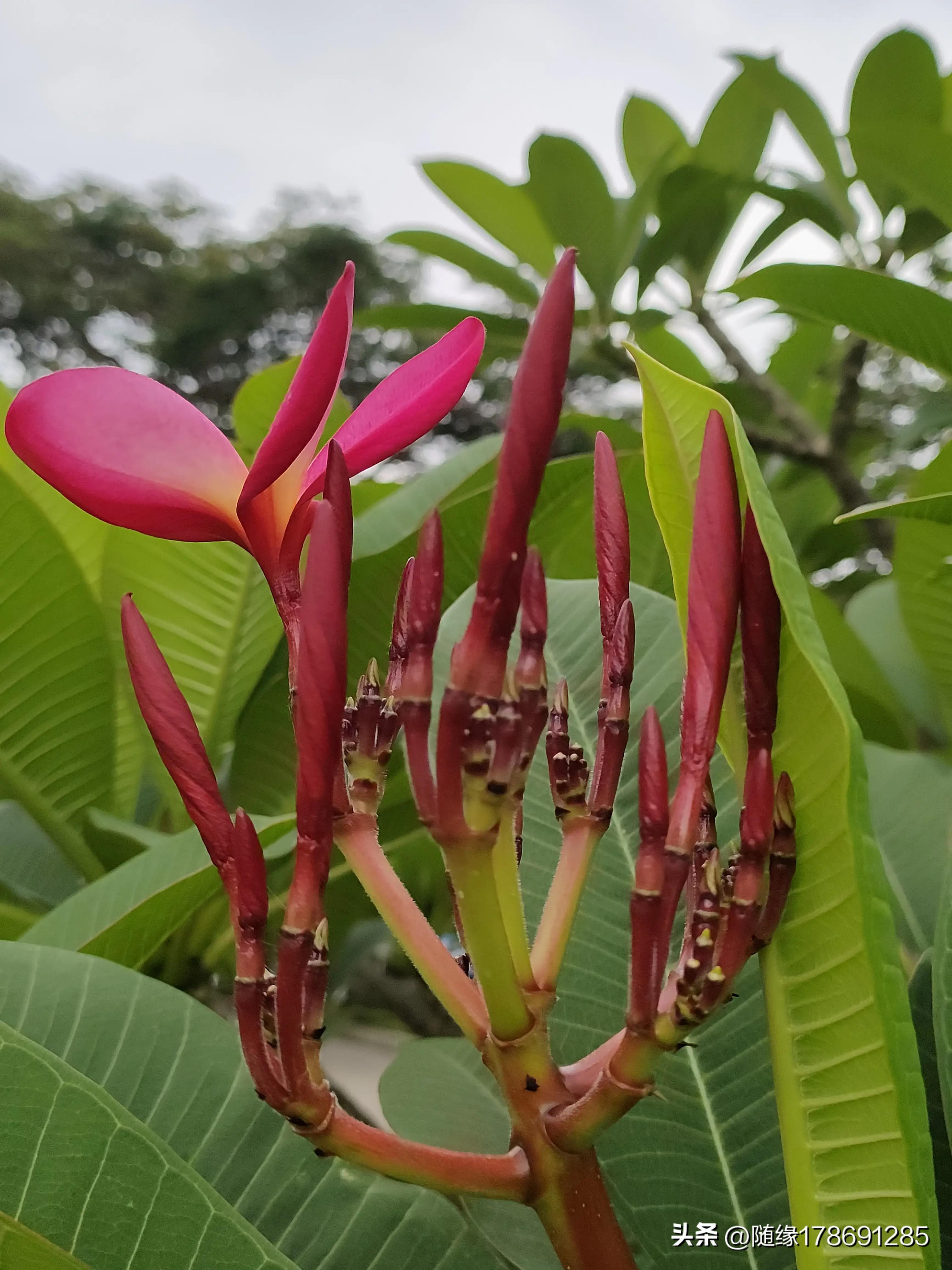 鸡蛋花开,又到了鸡蛋花开的季节