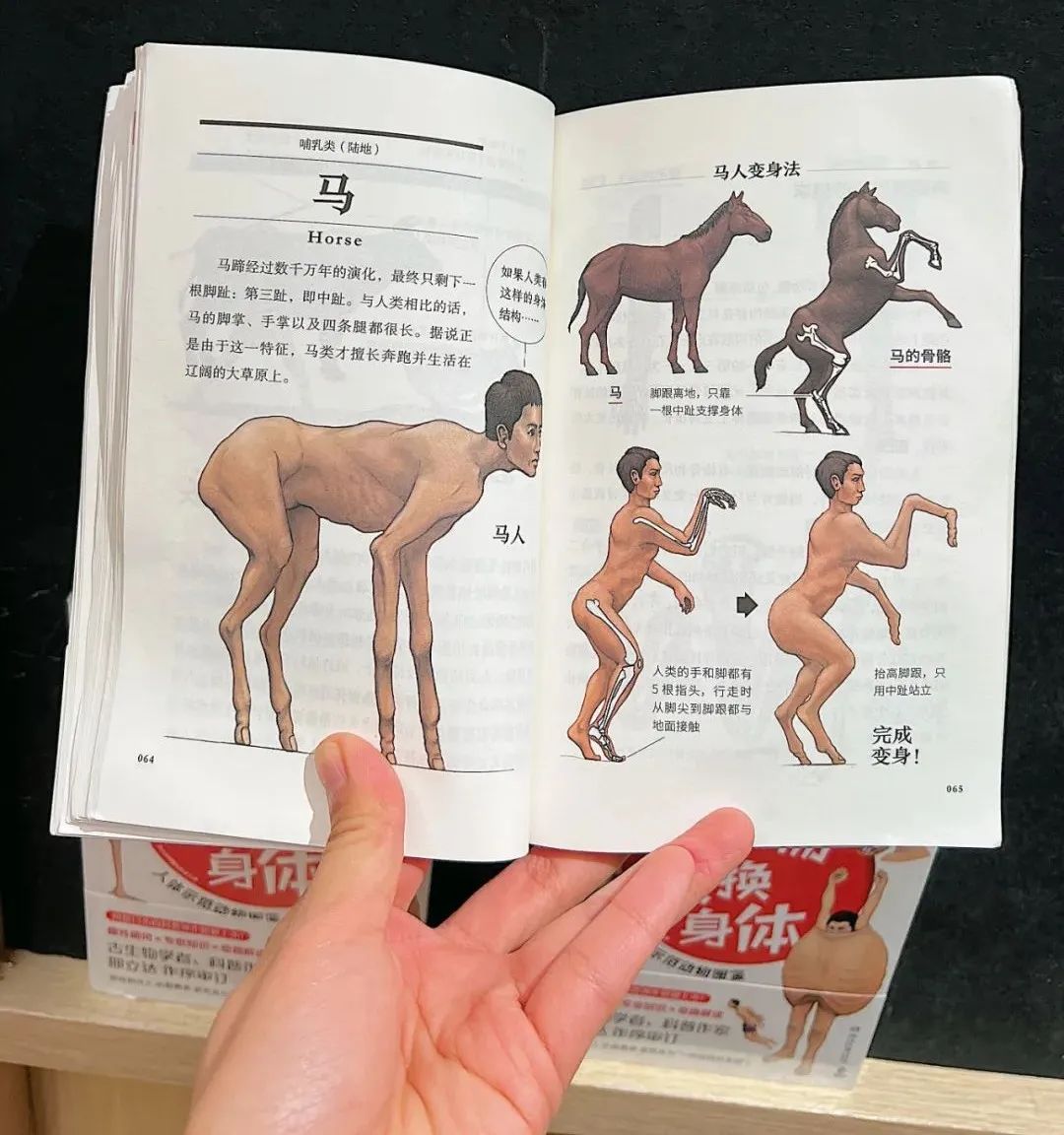 马为什么要钉马蹄铁,给马钉马蹄铁的视频