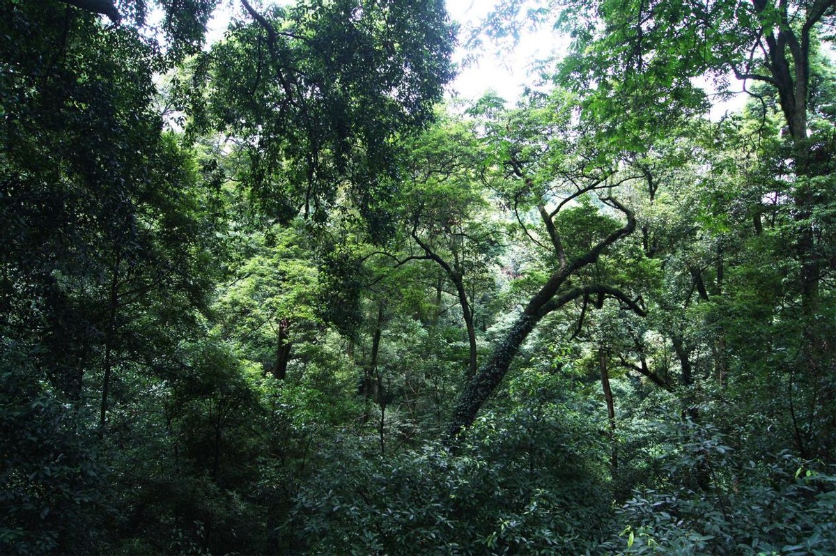 蜈蚣毒性与蜈蚣大小有关系吗,蜈蚣毒性与蜈蚣大小有关吗