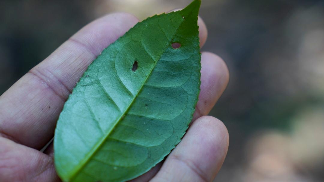 内含物质高达52％的茶种，竟然在云南？|2023茶山播报06