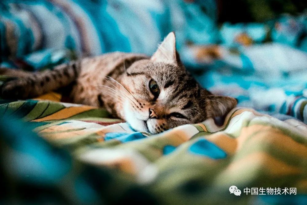 科学家发现，猫脑子越来越小了，是“铲屎官”们造成的？