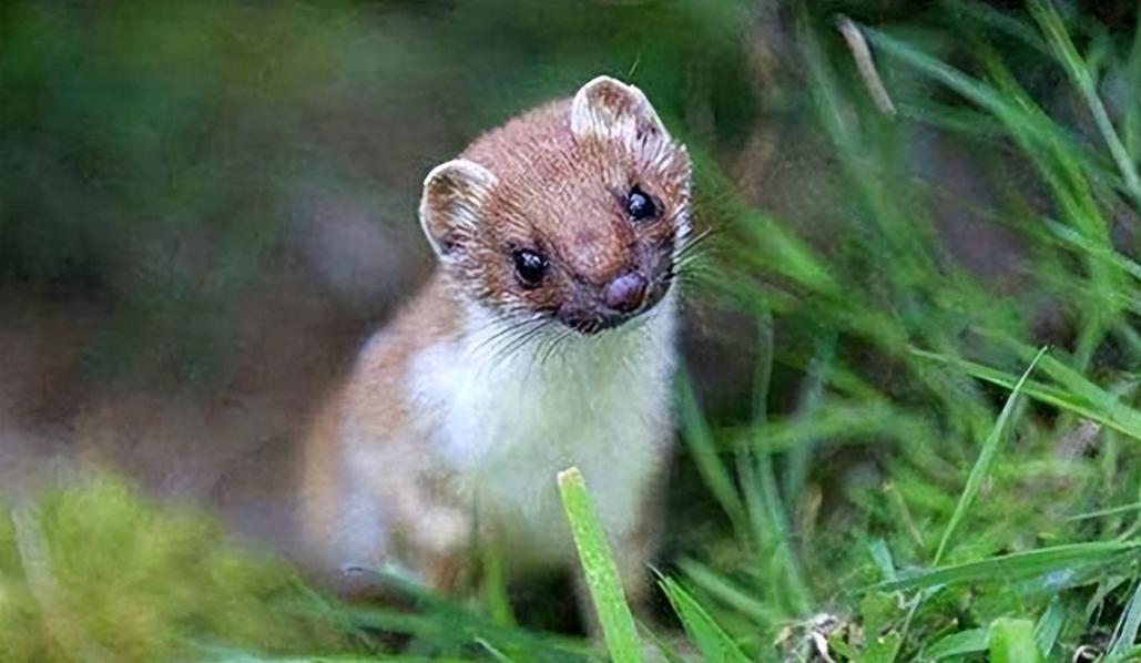 为啥有一代人说黄鼠狼不能吃,李时珍讲不吃黄鼠狼的原因