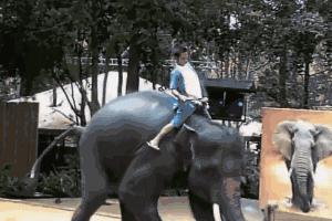 泰国大象发怒伤人视频,泰国大象杀死主人后逃走