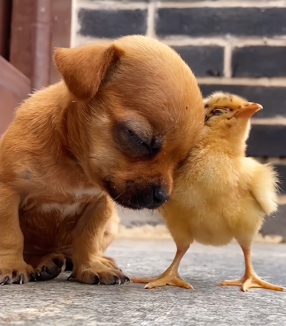 “狗界巅峰”：“把鸭当妈”骑鸭背上，全网最萌小狗吸粉550万