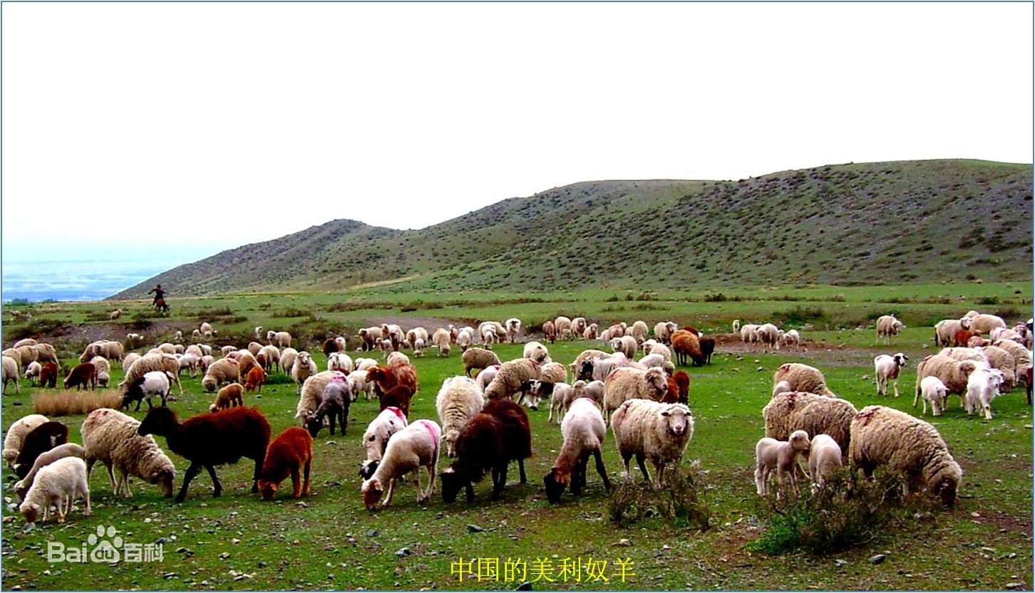 羊毛出口量最高的国家,世界最大的羊毛出口国是哪个