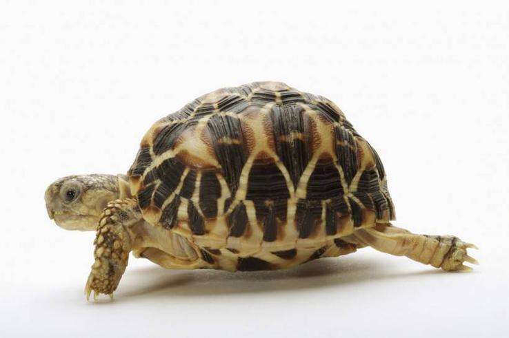 甲鱼和乌龟为什么甲鱼能吃,为什么可以吃甲鱼但是不能吃乌龟