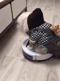 搞笑gif开心一刻这大概就是爱情吧,搞笑gif为了胜利我将不择手段