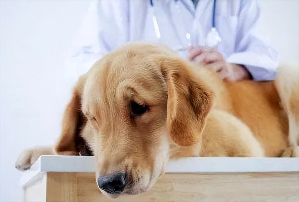 母狗的几个“缺点”，怪不得养过的人想换狗