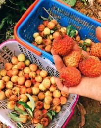 日啖荔枝三百颗不枉长作岭南人,日啖荔枝三百颗岭南是现在的哪里