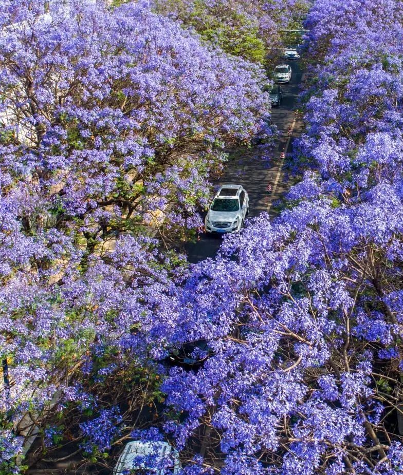 昆明蓝花楹最佳观赏期,颜值爆表昆明十大蓝花楹打卡指南