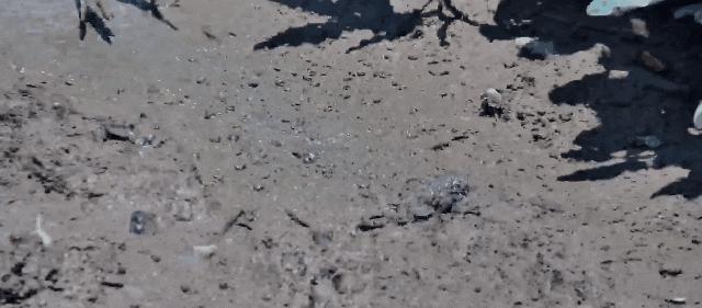 最震撼的红树林,最不真实的红树林