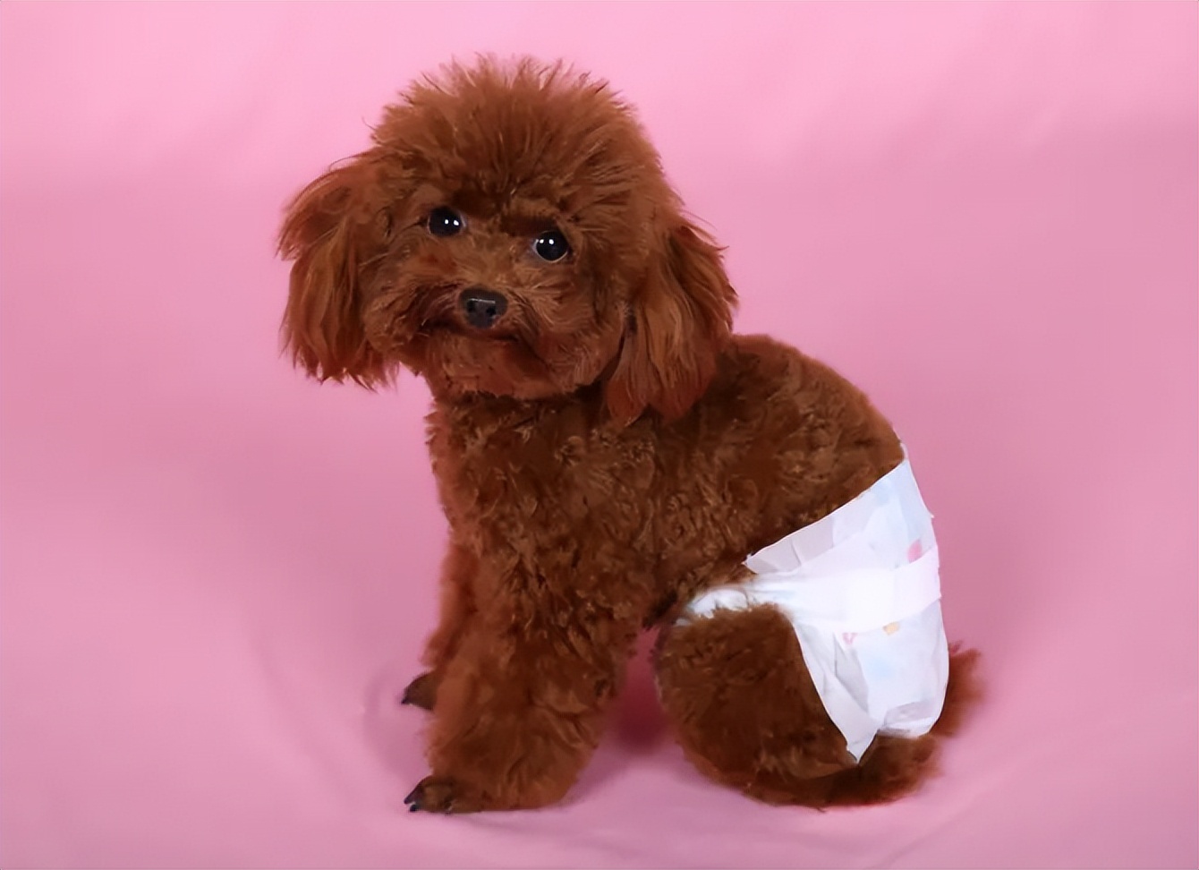 狗狗姨妈期间可以不用生理裤吗,狗狗穿生理裤好还是纸尿裤好