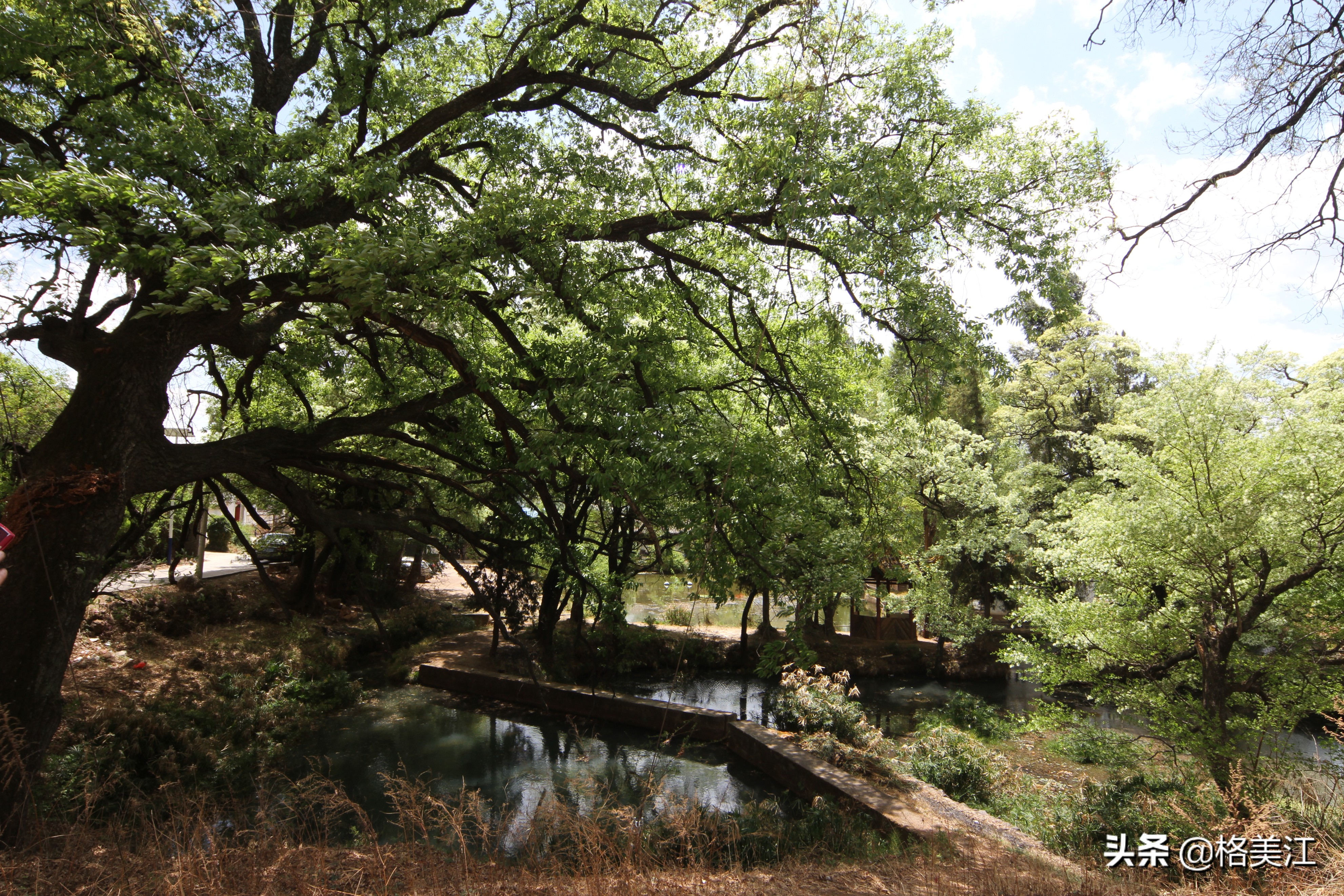 桑岭村古树,桑岭的古木图片