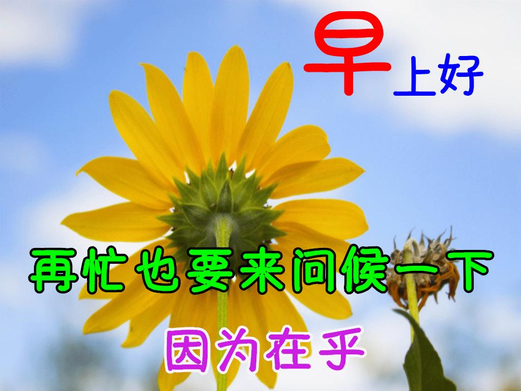 九月早上祝福,九月九早上好的祝福视频