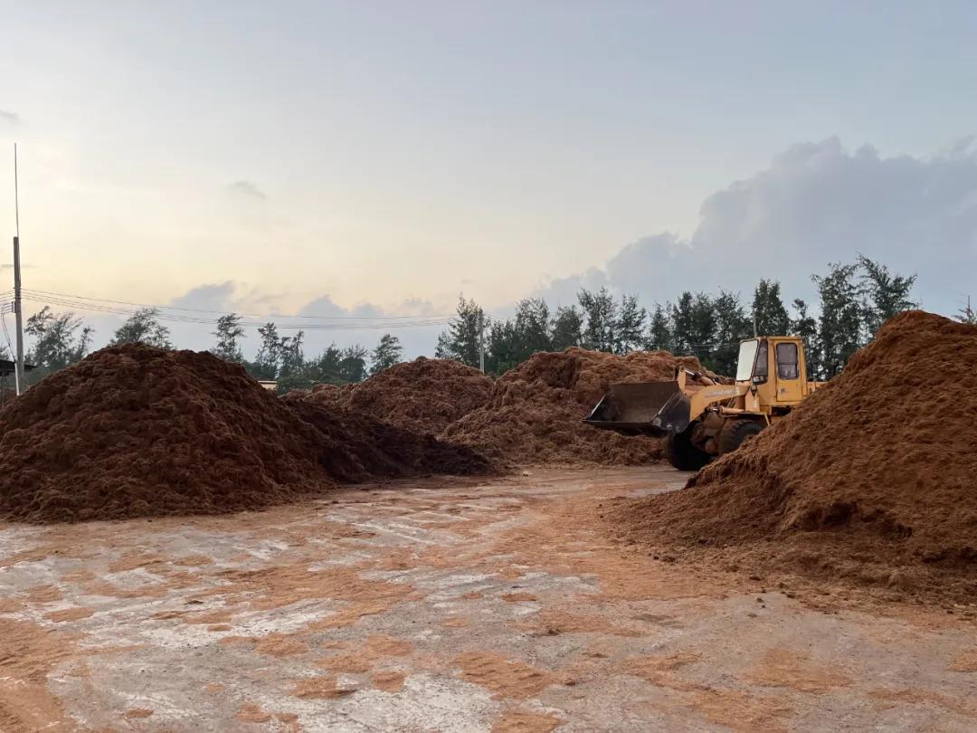 去海南探访椰子潮流背后的秘密,去海南要知道什么