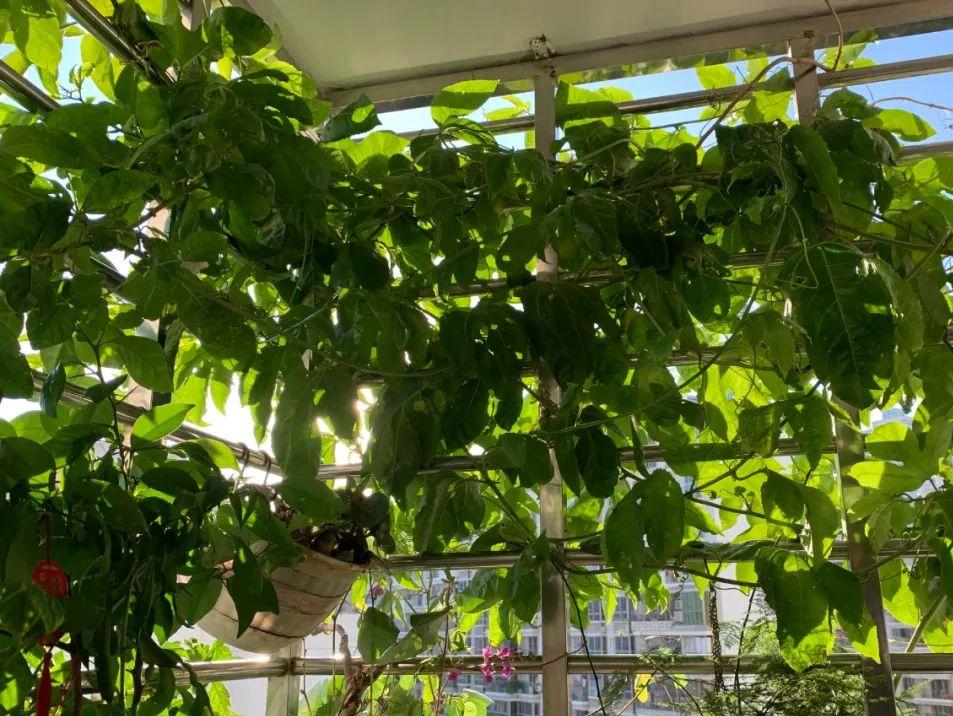 阳台适合种的果树蔬菜,阳台可以种植什么小果树