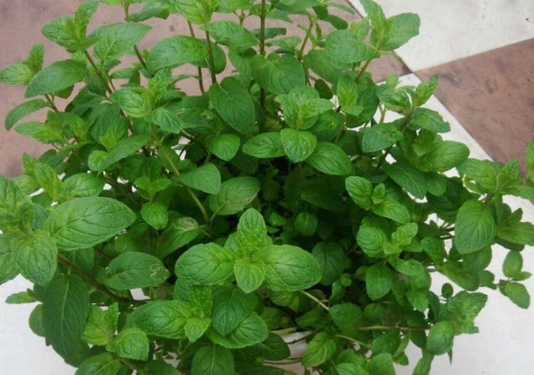 薄荷扦插为什么一晒太阳就下来了,扦插的薄荷怎么发蔫