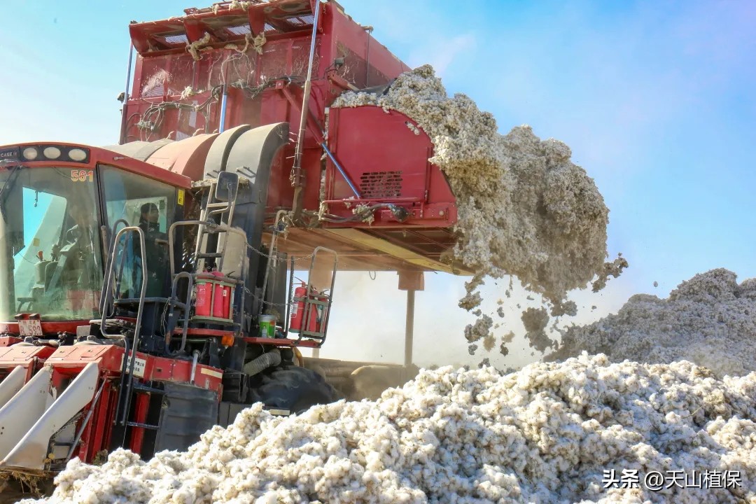 *疆新**棉花的发展现状与质量提升的对策