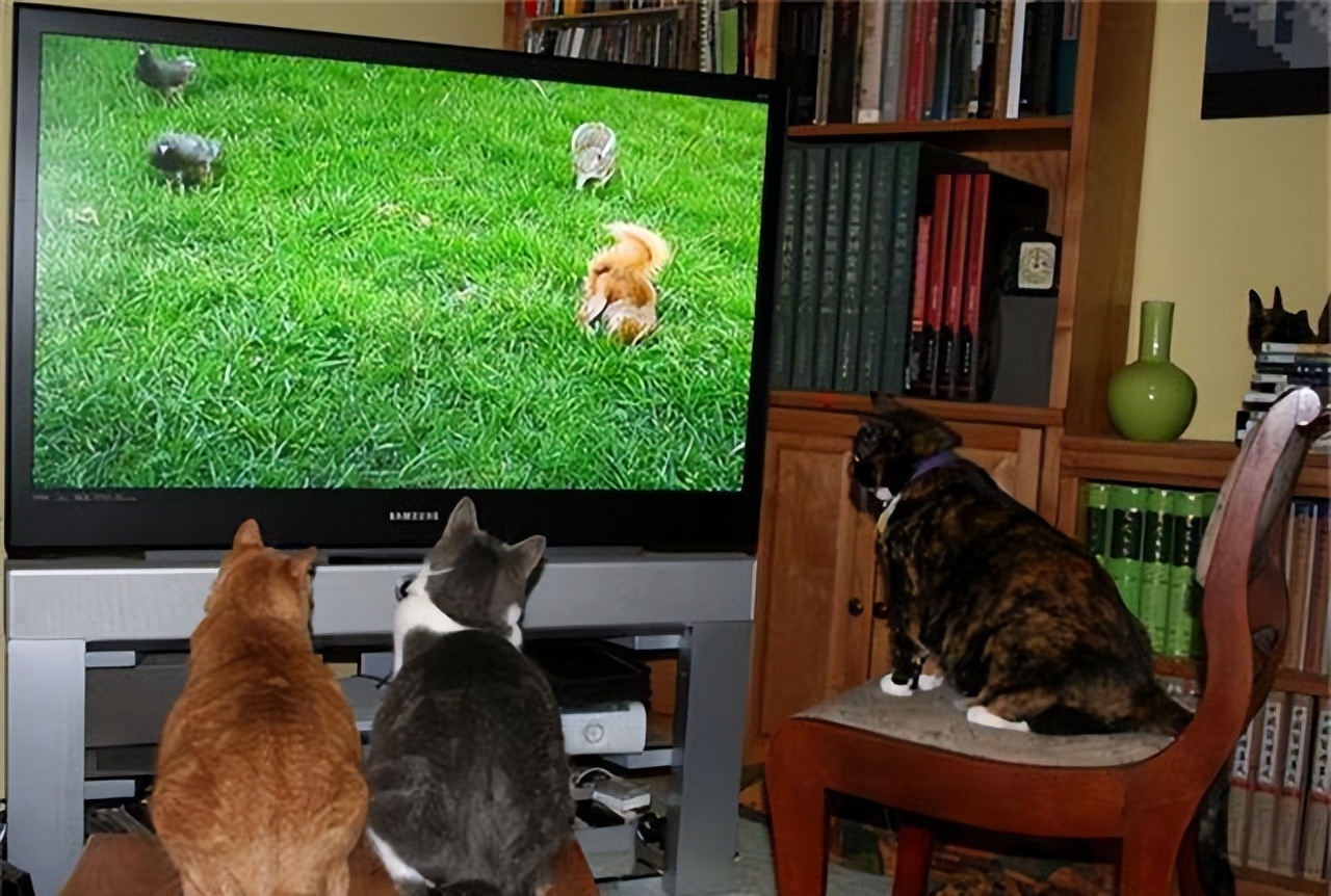 关于猫咪的31条“冷知识”，一半人都不知道