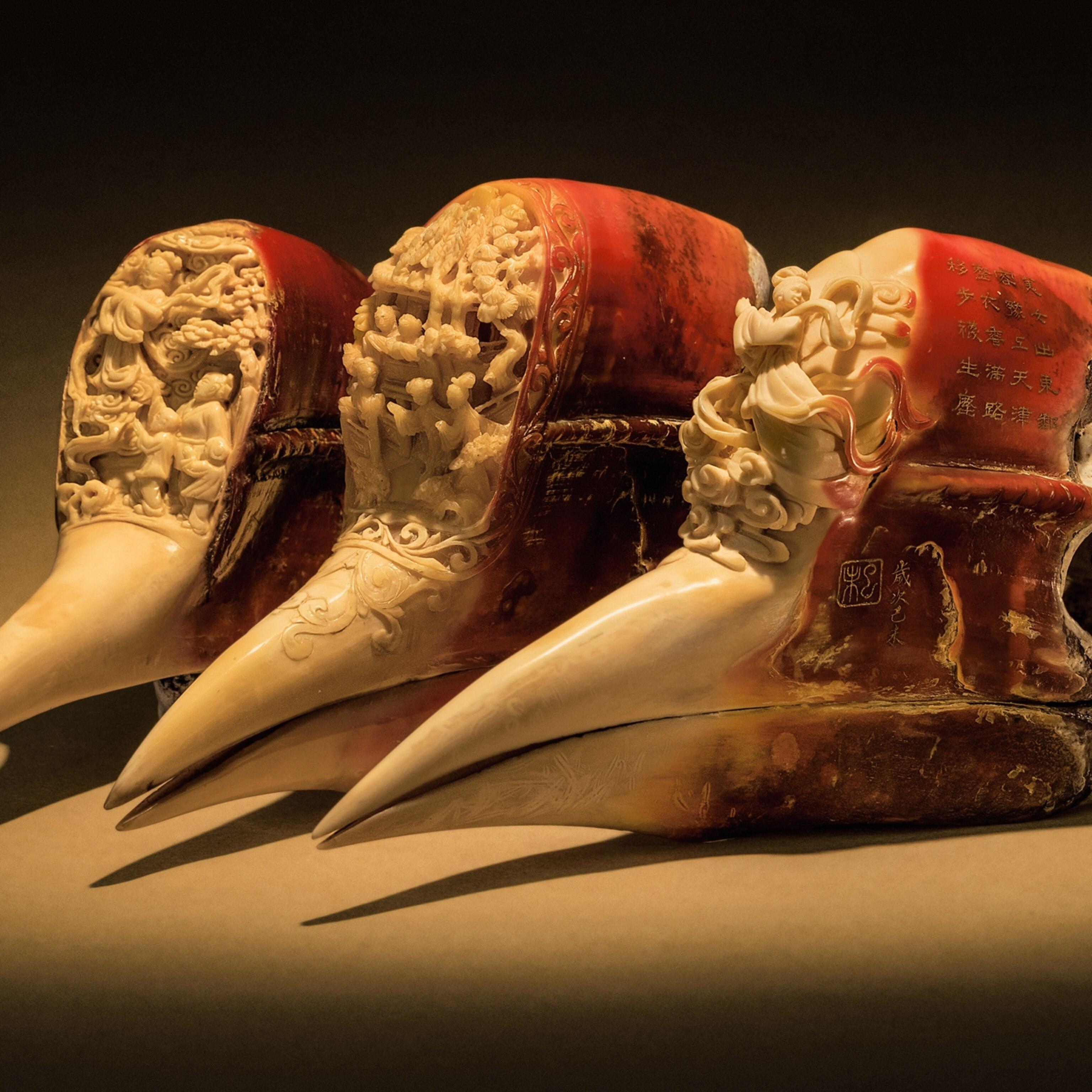 现存的盔犀鸟,头盔犀鸟