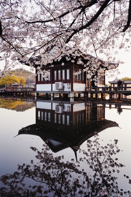 又到樱花季,什么时候去日本看樱花比较好