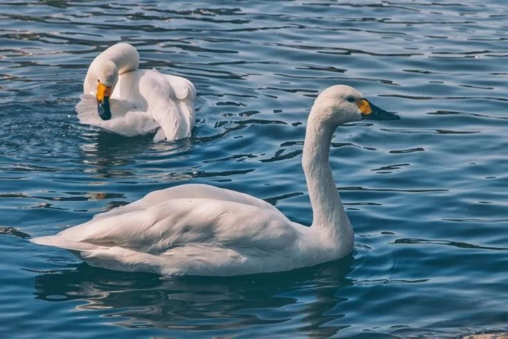 上海必打卡学府,上海最高学府排名第一