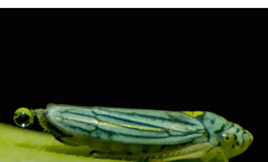 这种生物赖以生存的“弹尿”技巧，能用于发射宇宙飞船